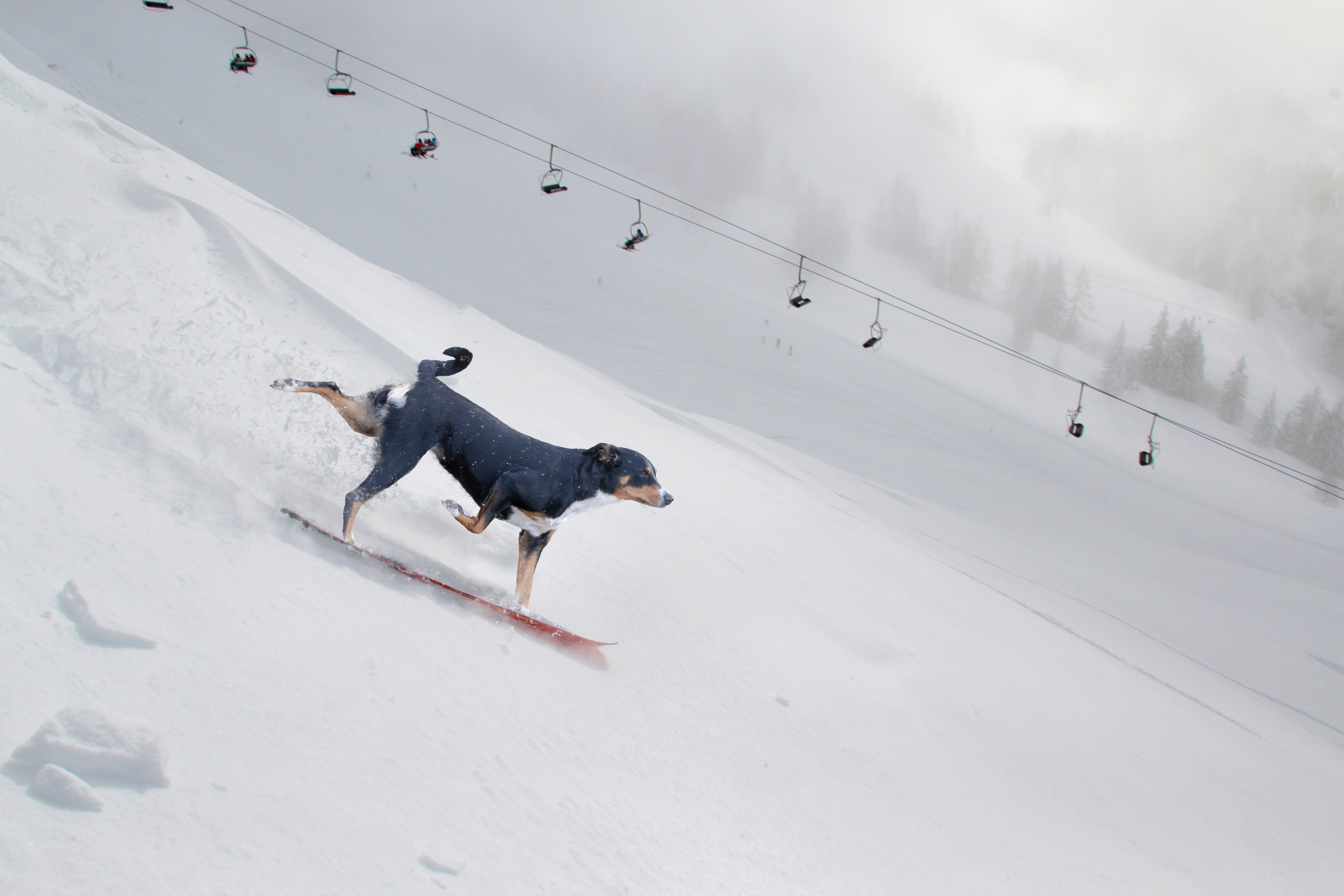 Dog on a Snowboard