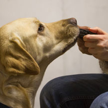 Kurs alarmerande hund diabetes